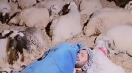 "Ұйқыдағы шопан" көпшілікті сүйсінтті