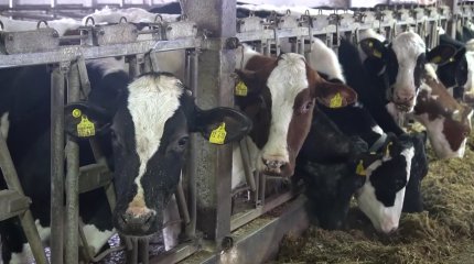 БҚО-дағы сүт тауарлы ферма судан тарығуы мүмкін