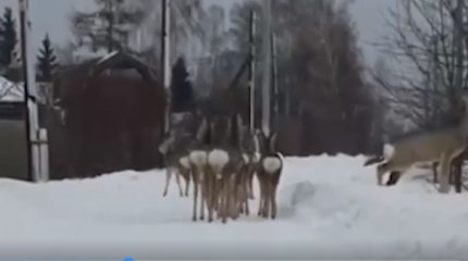 О нашествии косуль сообщили в граничащей с Казахстаном области России