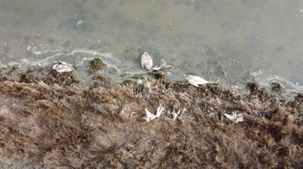 Более 500 мертвых лебедей обнаружено на озере Караколь