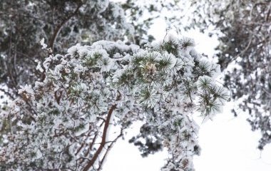Синоптиктер: "Алдағы күндері -30 градусқа дейін аяз болады"