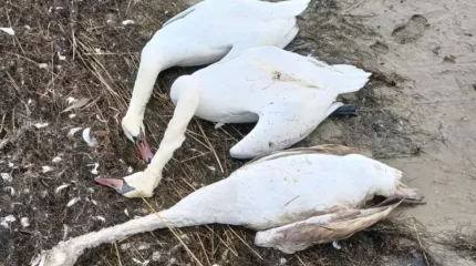 Маңғыстауда 600 аққу қырылды: Өлім себебін алматылық орнитологтар зерттейді