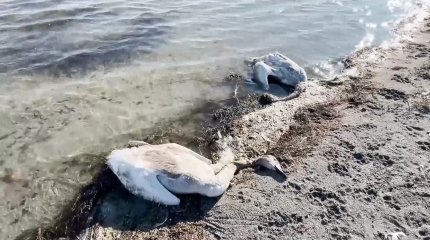 Массовый падеж лебедей в Мангистау: на помощь отправят алматинских орнитологов