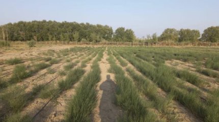 Более одного миллиона гектаров саксаулов высадят на казахстанской стороне Арала