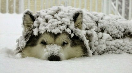 Снег, метель и понижение температуры прогнозируют в Казахстане в следующие три дня