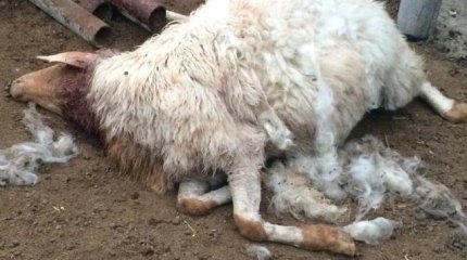 Қостанайда қой қырылды