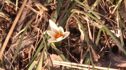 Түркістан облысында бәйшешек гүлдеді