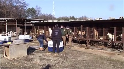 До трёх лет тюрьмы грозит южнокорейцам за убой собак для употребления в пищу