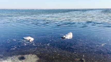 Массовая гибель лебедей в Актау: экологи требуют ввести карантин
