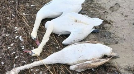 Аққудың қырылу себебі белгілі болды