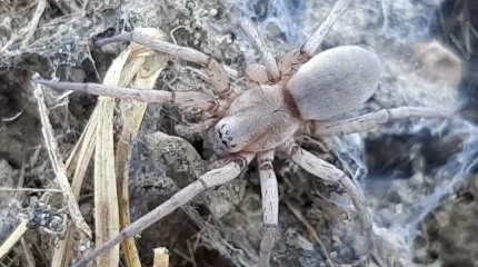 Еліміздің оңтүстігінде өрмекшінің екі жаңа түрі анықталды