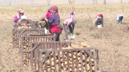 Техника тапшы: Жамбылдық диқандар өнімді қолмен теруге мәжбүр