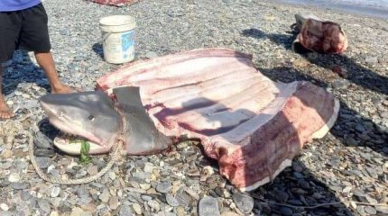 Тело дайвера нашли в желудке акулы в Индонезии