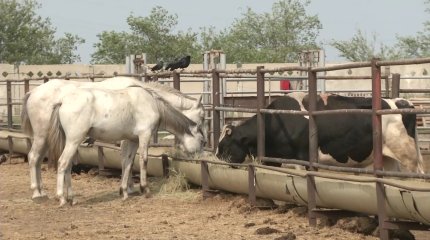 Ақтөбе облысында типтік мал қорымы мен ветеринариялық пункт жетіспейді