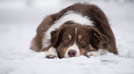 Десятиградусные морозы и сильные снегопады ожидают казахстанцев в эти выходные