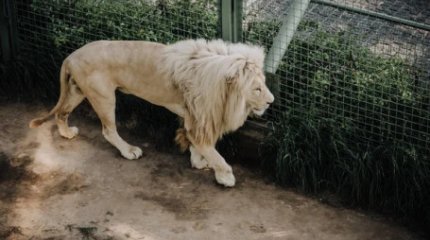 Жер бетінде жабайы жануар саны 73 пайызға азайған