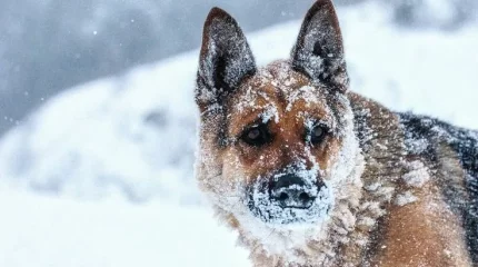 Метели, дожди и гололед: прогноз погоды на воскресенье, 13 октября