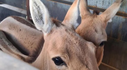 Больше двух тысяч километров за двое суток преодолели костанайские куланы по пути из нацпарка в резерват