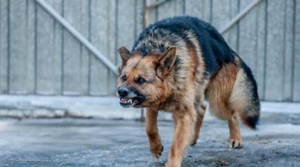 5 жастағы қызды ит қауып, ауруханаға түсті