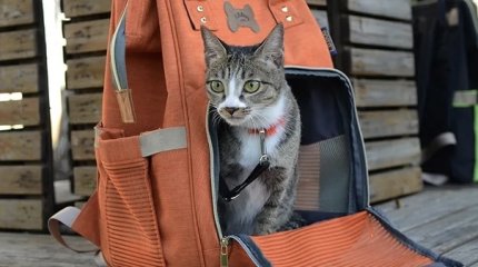 Сколько дней продлятся осенние каникулы, рассказали в Минпросвещения