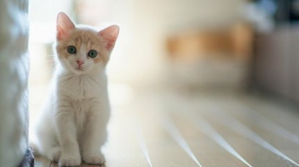 Мысық сатып алмақ болған әйел алаяқтыққа тап болды