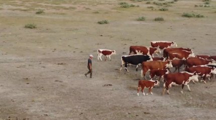 БҚО-да бруцеллез жұқтырған 4 мың сиыр етке тапсырылды