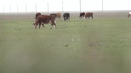Тысячи голов скота отправили на убой из-за бруцеллеза на западе Казахстана