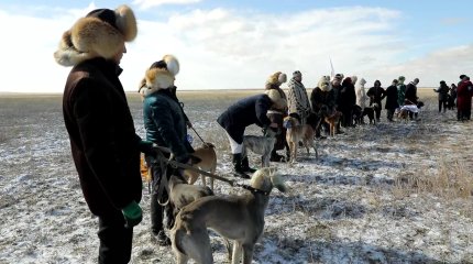 Қазақстандағы ең жүйрік тазы анықталды