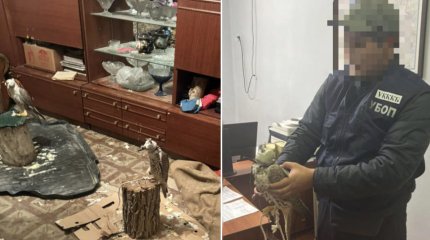 Кызылординца поймали на преступлении с краснокнижными соколами