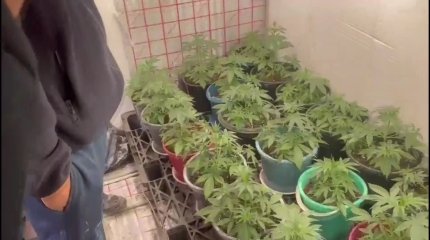 В Уральске задержали мужчину, который устроил на чердаке дачного домика фитолабораторию по выращиванию конопли