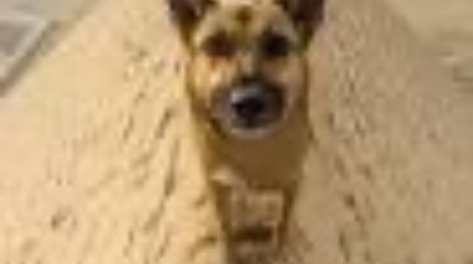 Бродячий пёс взобрался на пирамиду Хеопса (ВИДЕО)