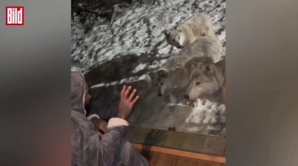 Стая волков испортила паре романтический отдых