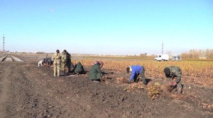«Быть лесничим – это призвание»: 15 лет отдал охране и воспроизводству леса начальник Пригородного питомника Костанайской области