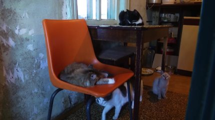 Пенсионерка пожертвовала собственным домом ради полусотни бездомных кошек