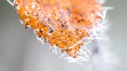 Түнде екі өңірде сынап бағаны 7 градус суықты көрсетіп, үсік жүреді деп болжанады