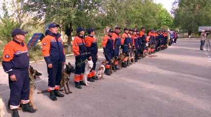 Құтқарушы күшіктер 2 мың иісті оңай ажырата алады