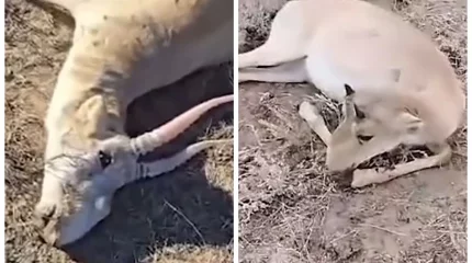 Қазақстандықтар ақбөкендердің жаппай қырылуынан инфекция тарай ма деп алаңдауда