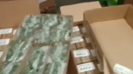 Почти 160 тысяч зараженных хризантем завезли из Нидерландов в Казахстан