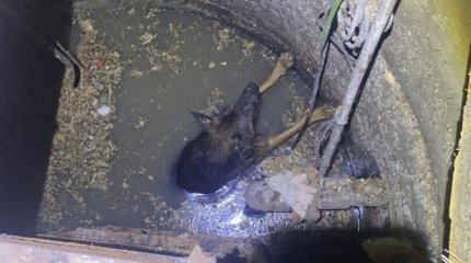 Ночную спасательную операцию пришлось проводить в Атырау из-за собаки