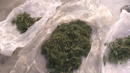 Полицейские ВКО обнаружили подпольное производство марихуаны
