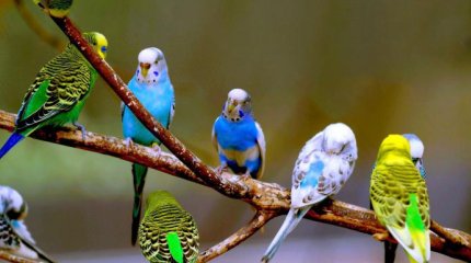 Аргентина тұрғындарына тотықұстар маза бермей отыр