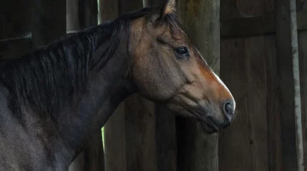 «МЧС для животных» создали в Бельгии