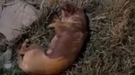 СҚО-да балалар күшікті қорлап, құлағына петарда жарған