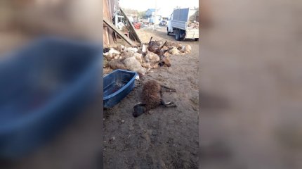 Орал қаласында 100 қойды қасқыр тамақтап кетті