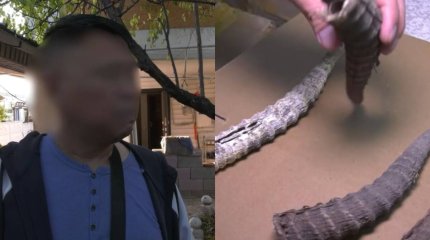 Китаец пытался вывезти из Казахстана 4,5 тысячи рогов сайги (ВИДЕО)