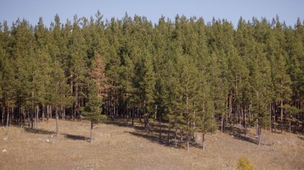 Павлодарда орман арасында тұрған 6 балалы отбасы депортацияланды