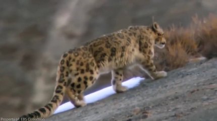 Елімізде 200-ге жуық барыс бар