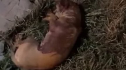 Взрыв петарды в ухе собаки в Петропавловске: мать ребёнка накажут