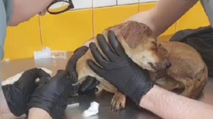 СҚО-да 9 жастағы бала иттің құлағына жанып тұрған петарданы салып жіберген