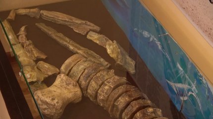 В ЗКО найдены останки ихтиозавра, обитавшего в местных водах более 100 млн. лет назад